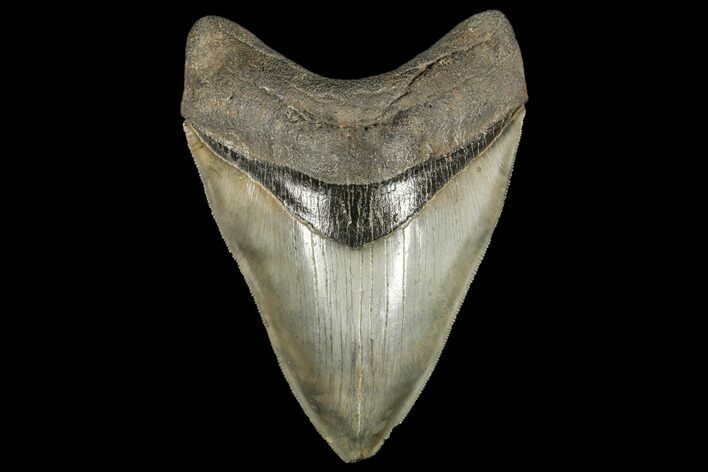 Serrated, Fossil Megalodon Tooth - South Carolina #134273